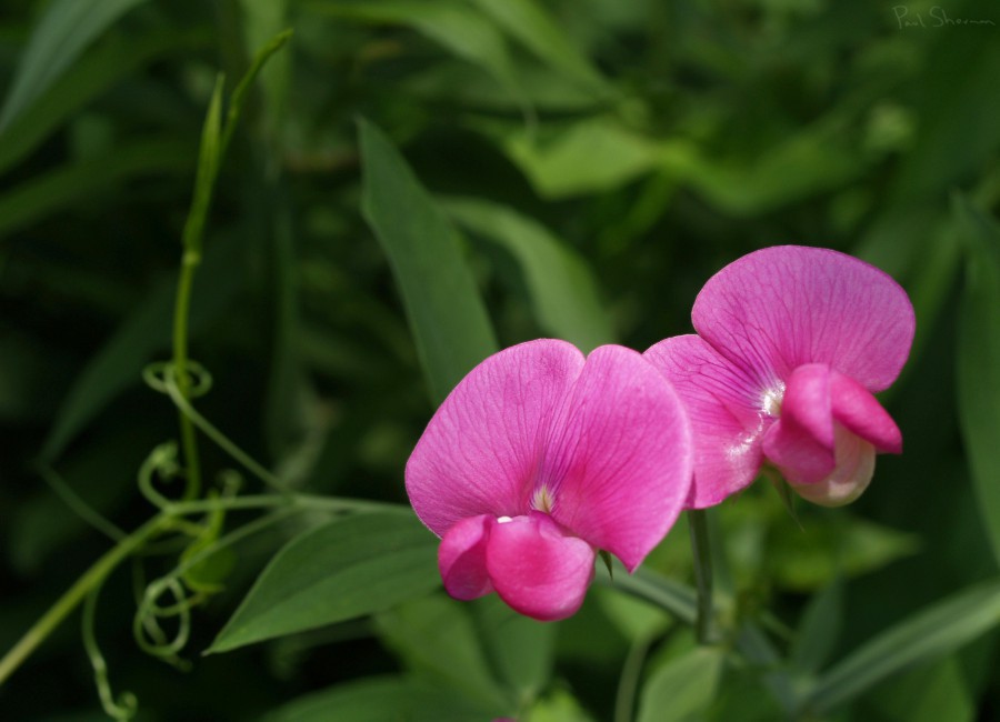 April Birth Flower Birth Flowers By Month