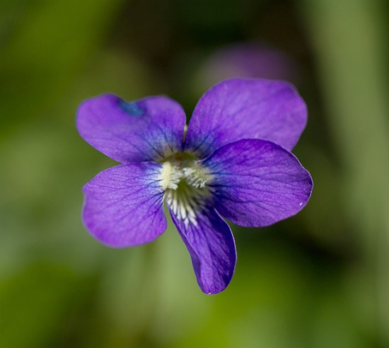 february-birth-flower-birth-flowers-by-month