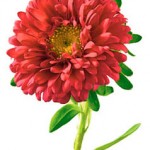 September's Birth Flower is Aster