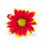 November Birth Flower is Chrysanthemum