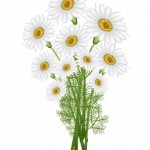 April Birth Flower is Daisy