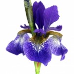 February Birth Flower is Iris