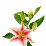 May Birth Flower is Lily