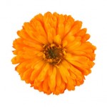 October's Birth Flower is Marigold