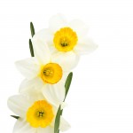 December's Birth Flow is Narcissus