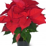 December's Birth Flow is Poinsettia
