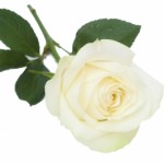 June Birth Flower is Rose