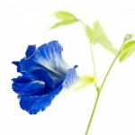 April Birth Flower is SweetPea