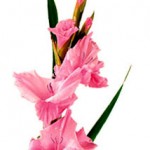 August's Birth Flower is Gladiolus