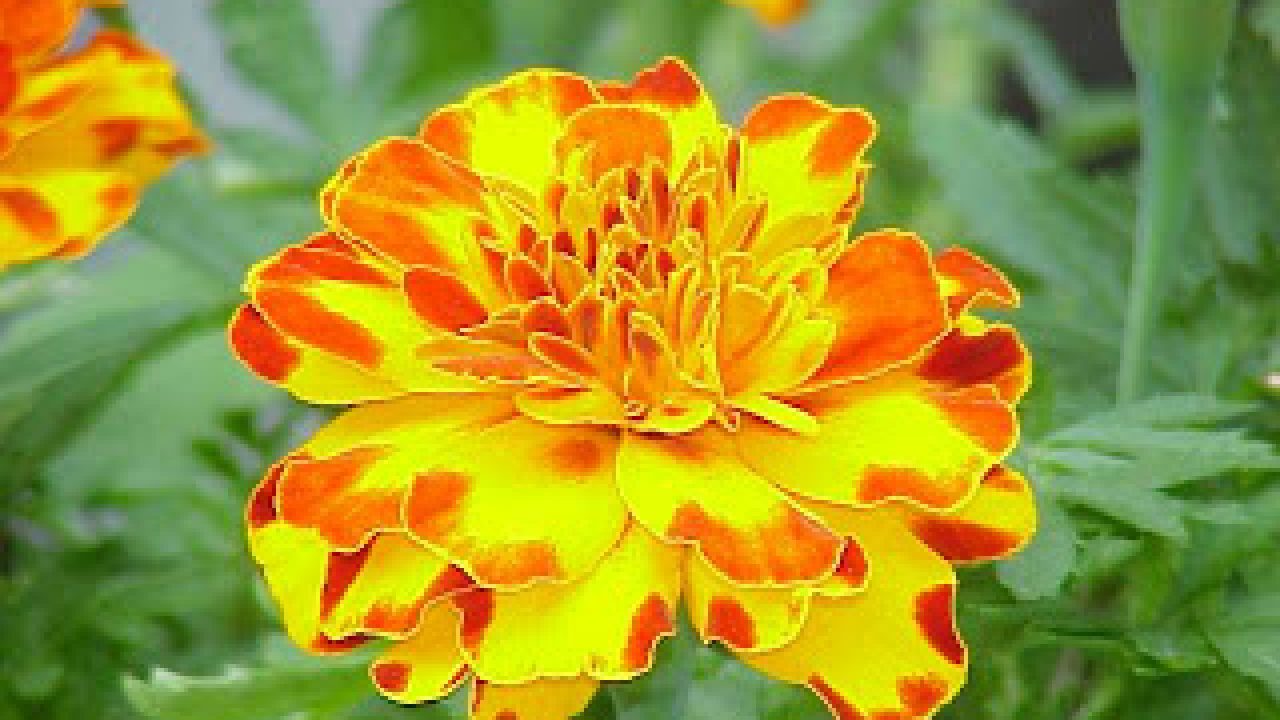 october birth flower marigold