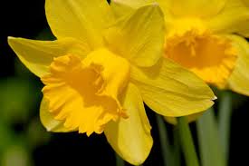 March Birth Flower
